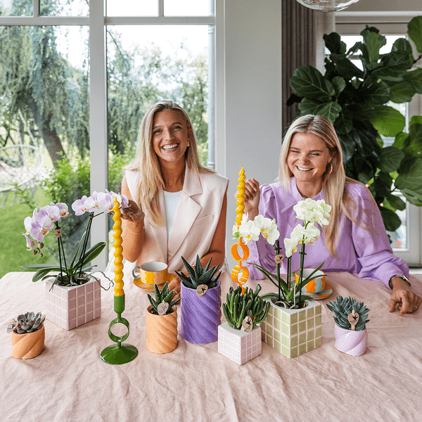 Gele Phalaenopsis Orchidee met Groene Sierpot - Onderhoudsvriendelijk