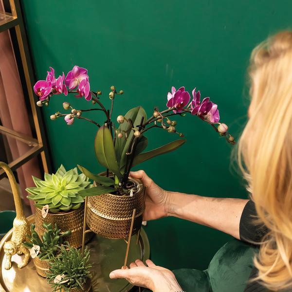 Paarse Phalaenopsis Orchidee – Bloeiende Plant met Gouden Pot