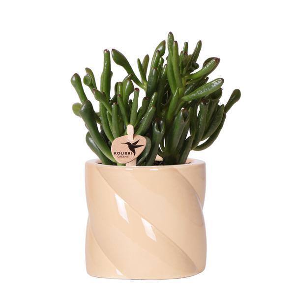 Crassula Hobbit – Onderhoudsvriendelijke Vetplant met Lilapot