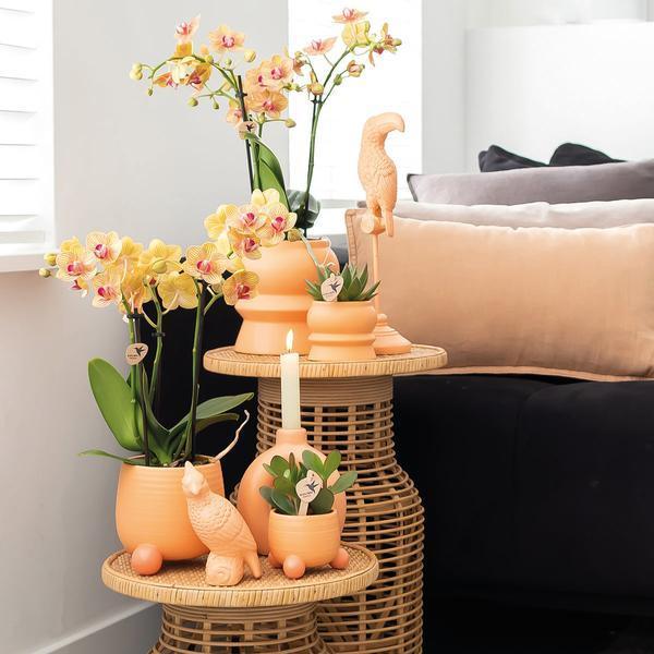 Oranje Phalaenopsis – Bloeiende en Onderhoudsvriendelijke Orchidee