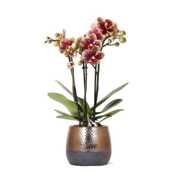 Phalaenopsis Orchidee in Koperen Sierpot – Gemakkelijk te Verzorgen