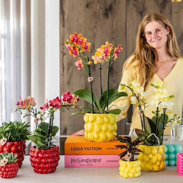 Gele Phalaenopsis Orchidee met Citrus Sierpot - Luchtzuiverend