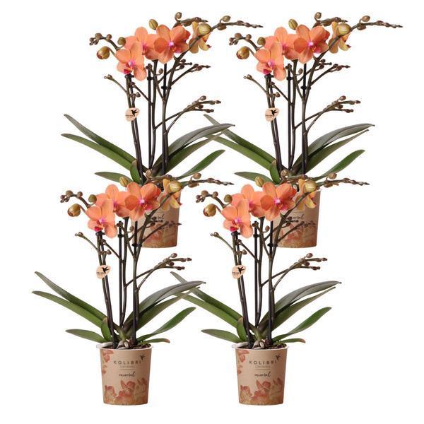 Oranje Phalaenopsis Orchideeën Set – Onderhoudsvriendelijk & Eyecatcher