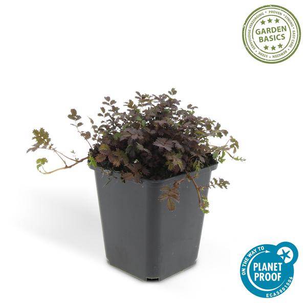 12x Acaena microphylla 'Kupferteppich' - ↕10-25cm - Ø9cm - PlantJeWel