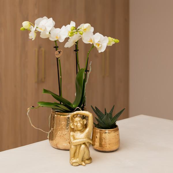 Witte Phalaenopsis Amabilis – Bloeiende Orchidee incl. Pot Ø9cm