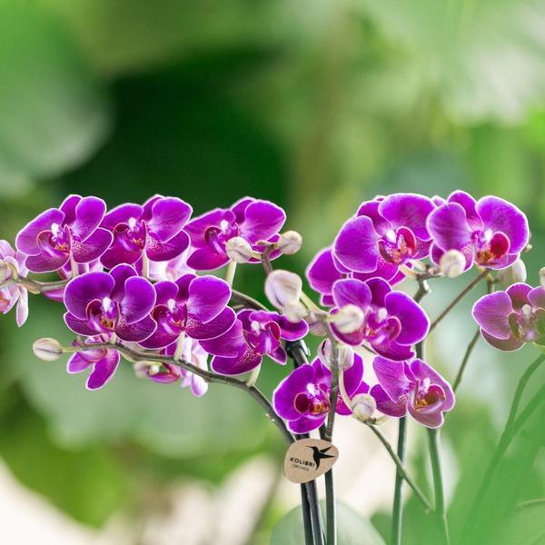 Paarse Phalaenopsis Orchidee Morelia – Bloeiende Plant Ø9cm