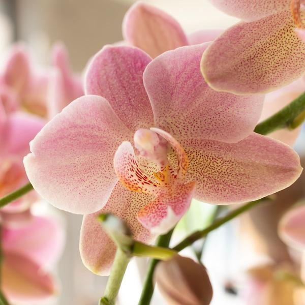 Phalaenopsis Orchidee Oudroze – Bloeiende Kamerplant met Pot