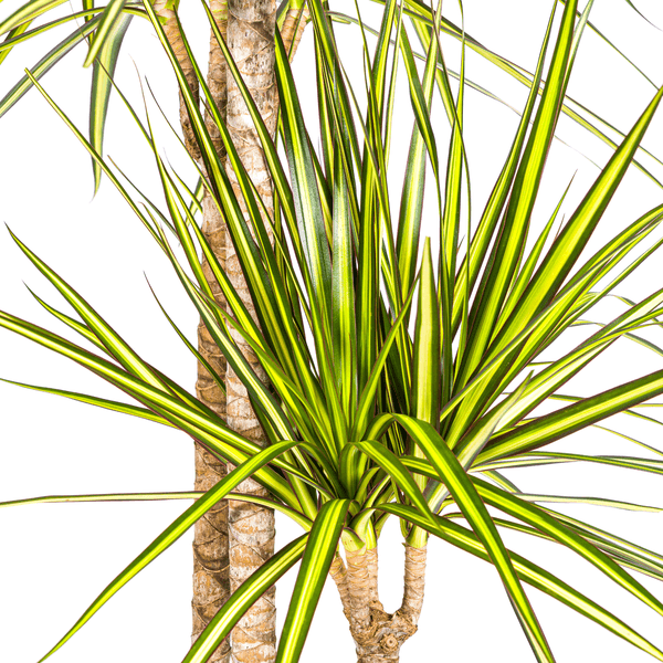 Dracaena Marginata Sunray Ø24cm - ↕140cm