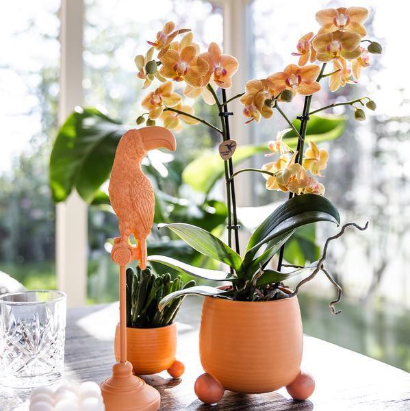 Oranje Phalaenopsis – Bloeiende en Onderhoudsvriendelijke Orchidee