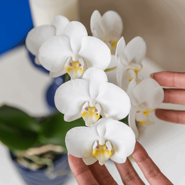 Witte Phalaenopsis Amabilis – Bloeiende Orchidee incl. Pot Ø9cm