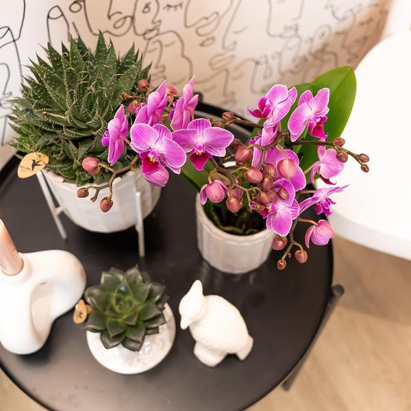 Phalaenopsis Orchidee Paars/Roze – Makkelijk Onderhoud, Ø9cm