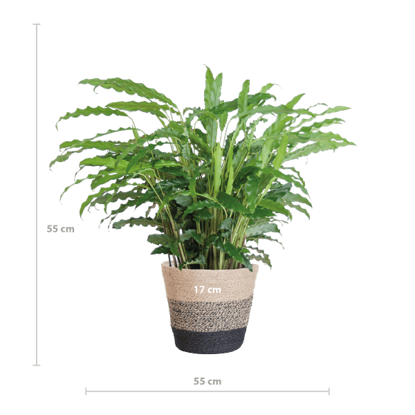 Calathea Rufibarba met Mand Lissabon zwart - 55cm - Ø17