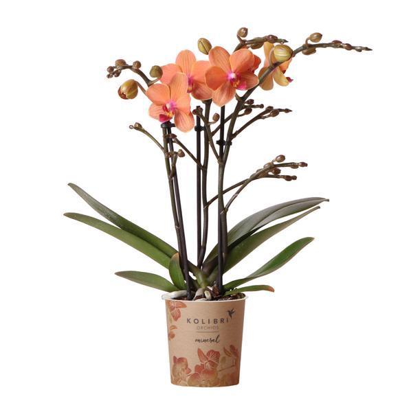 Oranje Phalaenopsis – Onderhoudsvriendelijke Orchidee Ø9cm Pot