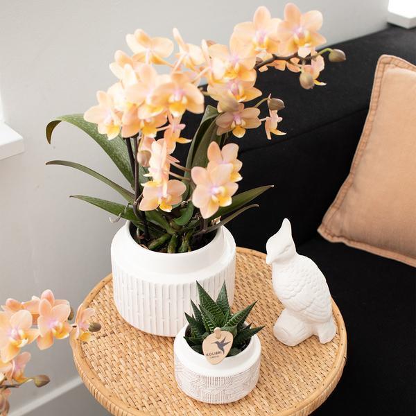 Kolibri Orchids – Diverse Orchideeënbox, 4 Variaties, Voordeelprijs