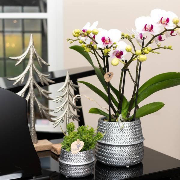 Witte Phalaenopsis Orchidee – Eyecatcher met Sierpot Ø9cm