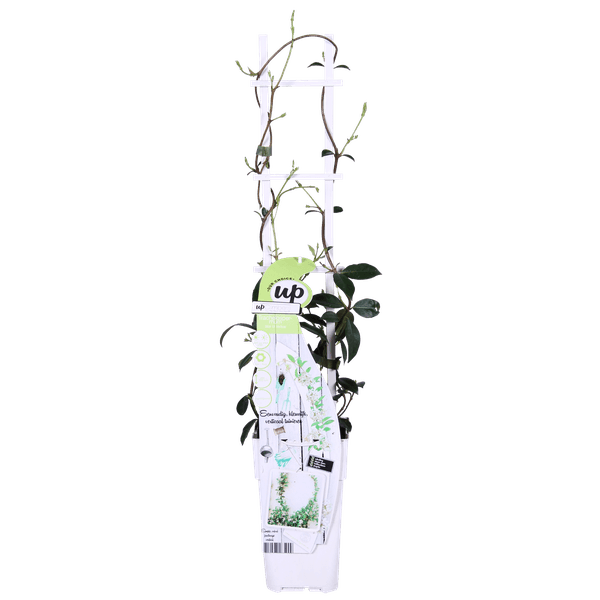 2x - Trachelospermum 'Star of Venice' - ↨65cm - Ø15