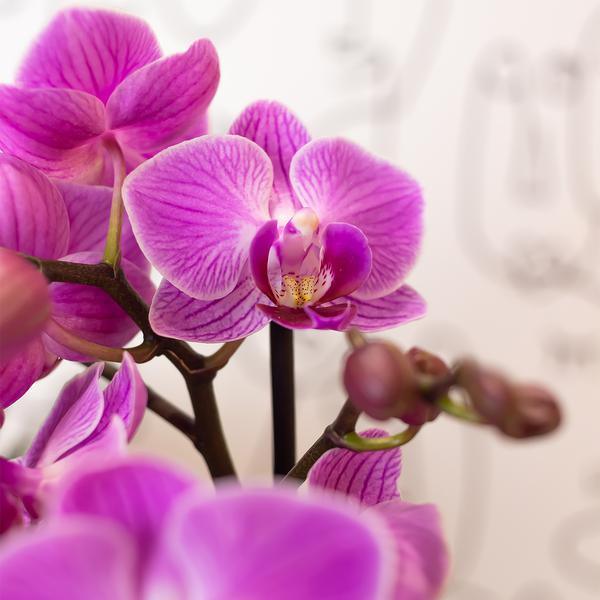 Phalaenopsis Orchidee Paars/Roze – Makkelijk Onderhoud, Ø9cm