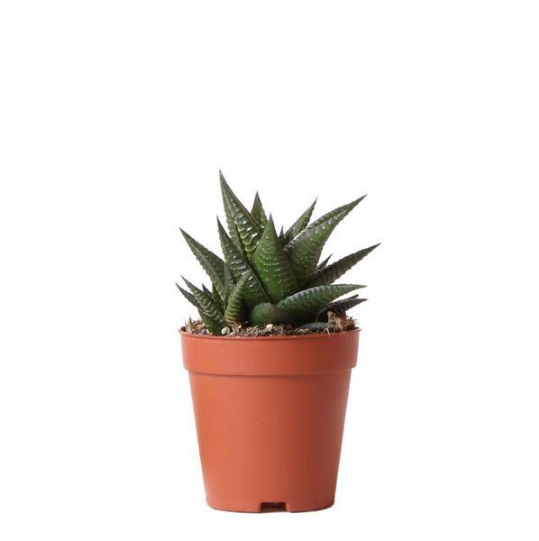 Haworthia Limifolia – Onderhoudsvriendelijke Kamerplant, 15 cm