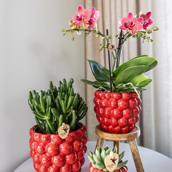 Kolibri Orchideeën – 4x Oranje Phalaenopsis, Compact & Onderhoudsvriendelijk