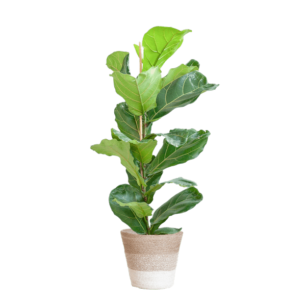 Ficus Lyrata met Mand Lissabon wit - 80cm - Ø21