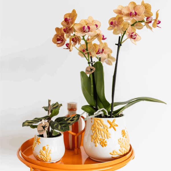 Calathea Makoyana – Luchtzuiverende Kamerplant, Ø6cm Pot