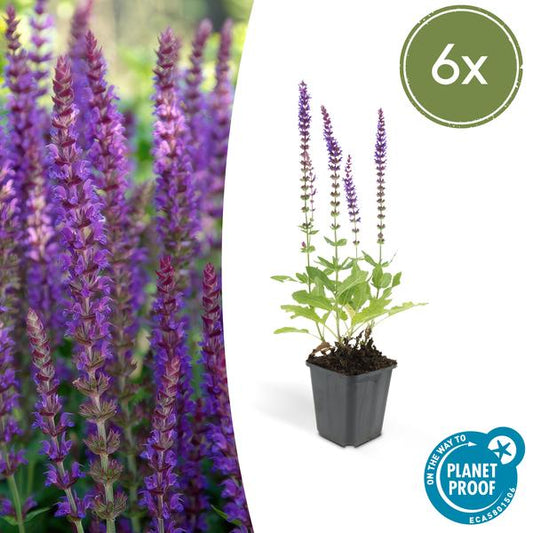 6x Salvia nem. 'Ostfriesland' - ↕10-25cm - Ø9cm