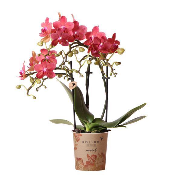 Rode Phalaenopsis Orchidee – Onderhoudsvriendelijke Kamerplant