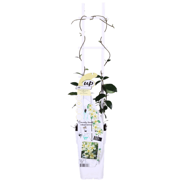 2x - Trachelospermum 'Star of Toscana' - ↨65cm - Ø15