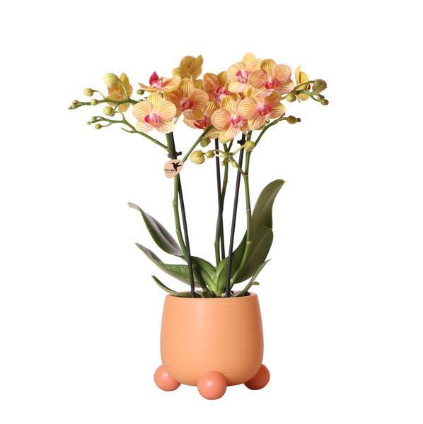 Oranje Phalaenopsis Orchidee – Tropische Bloei met Sierpot