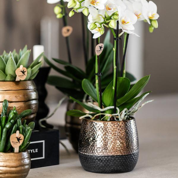 Phalaenopsis Orchidee in Koperen Sierpot – Gemakkelijk te Verzorgen