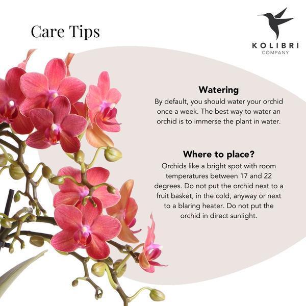 Rode Phalaenopsis Orchidee – Onderhoudsvriendelijke Kamerplant
