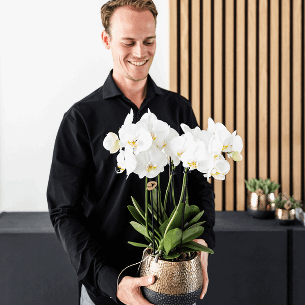 Witte Phalaenopsis Orchideeën – Duurzaam & Onderhoudsvriendelijk