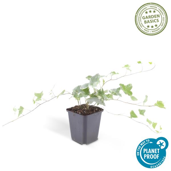 12x Hedera helix 'Glacier' - ↕10-25cm - Ø9cm