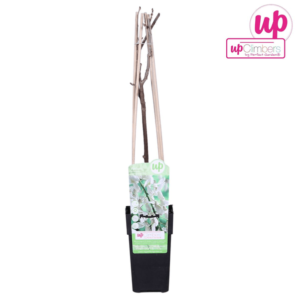 Wisteria floribunda Alba - Witte regen - Ø15cm - ↕65cm