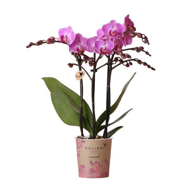 Phalaenopsis Orchidee Paars/Roze – Makkelijk Onderhoud, Ø9cm