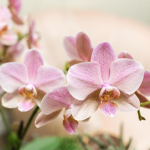 Oud Roze Phalaenopsis Orchidee - Unieke Bloem in Sierpot Ø12cm