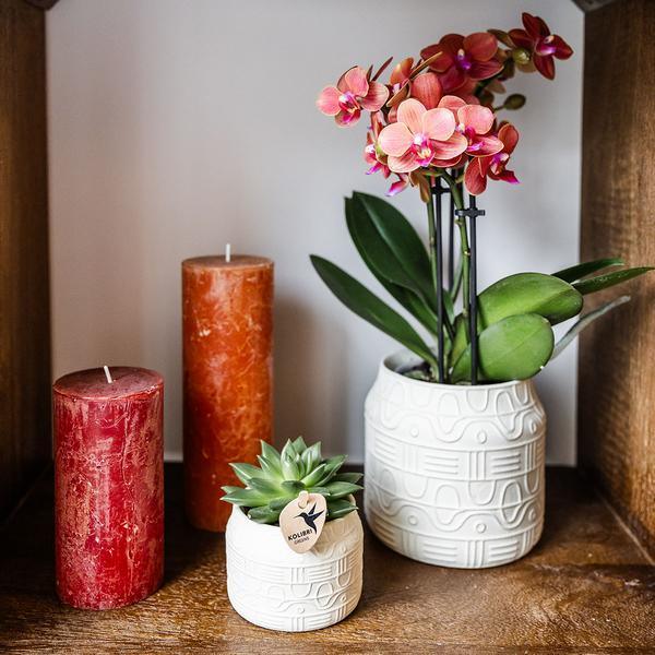 Oranje Bolzano Orchidee – Bloeiende Plant met Hieroglyph Pot
