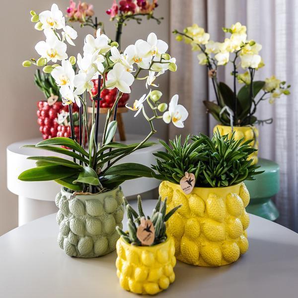 Phalaenopsis Orchidee Geel – Onderhoudsvriendelijk met Sierpot