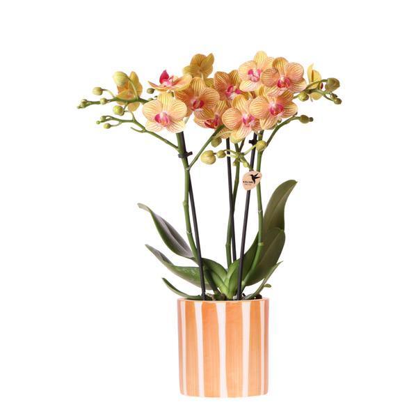 Oranje Phalaenopsis Orchidee – Bloeiende Plant met Sierpot