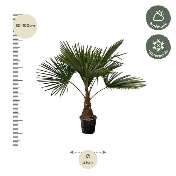 Trachycarpus - 100cm- Ø21