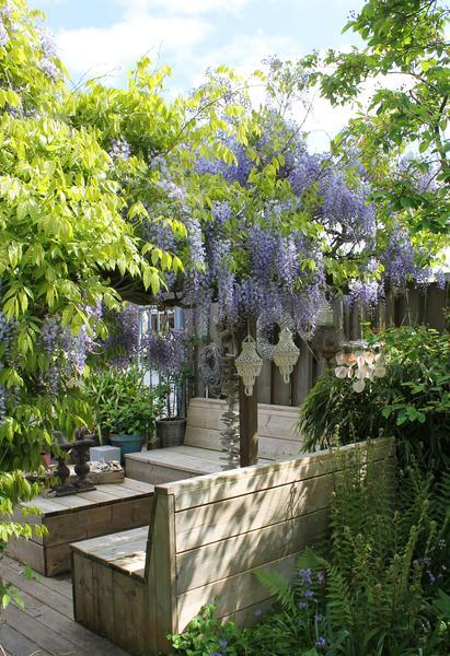 Wisteria sinensis Caroline - Paarse Regen - Ø15cm - ↕65cm