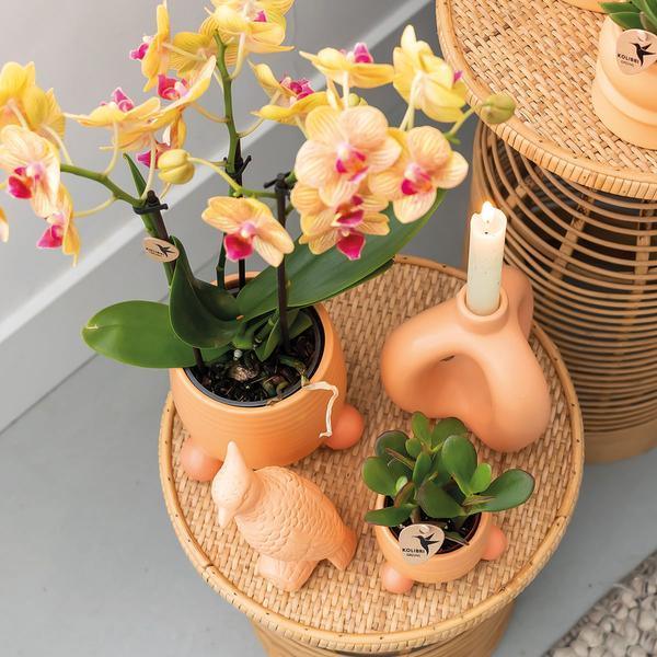 Oranje Phalaenopsis Orchidee – Tropische Bloei met Sierpot