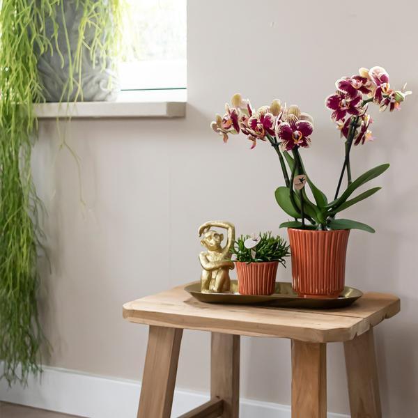 Kolibri Orchids – 4 Eenvormige Orchideeën, Vers Van De Kweker