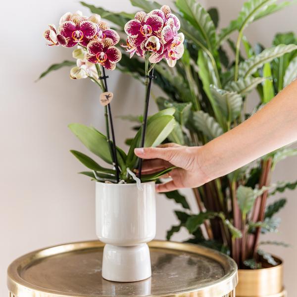 Kolibri Orchids – 4 Eenvormige Orchideeën, Vers Van De Kweker