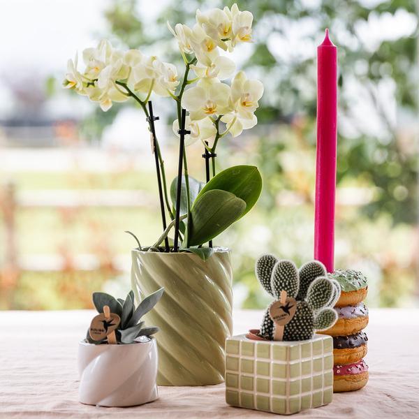 Gele Phalaenopsis – Bloeiende Orchidee met Ø9cm Sierpot
