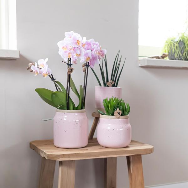 Kolibri Orchids – Diverse Orchideeënbox, 4 Variaties, Voordeelprijs