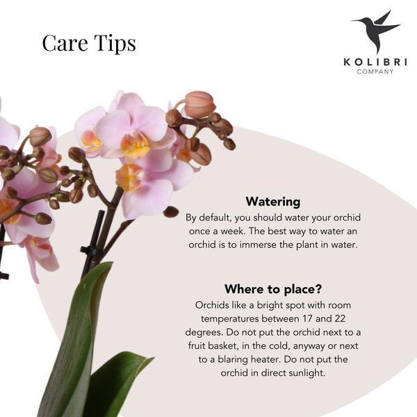 Roze Phalaenopsis Orchidee in Sierpot – Onderhoudsvriendelijk 40cm