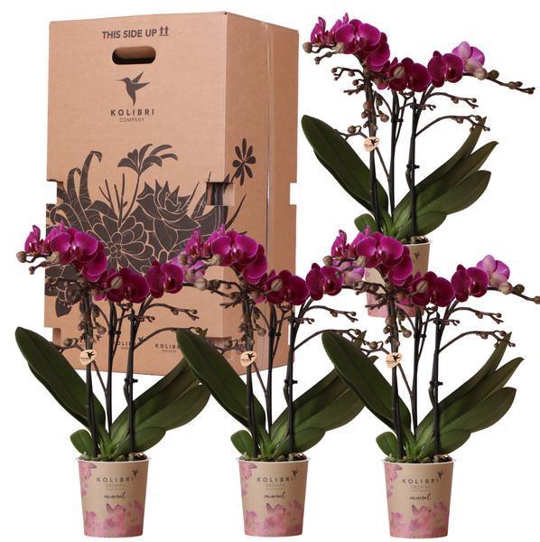 Kolibri Orchids – 4 Eenvormige Orchideeën, Vers Van De Kweker