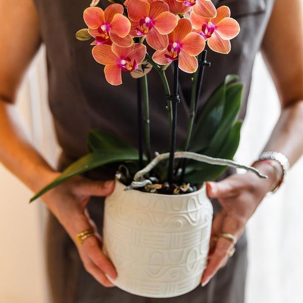 Oranje Bolzano Orchidee – Bloeiende Plant met Hieroglyph Pot