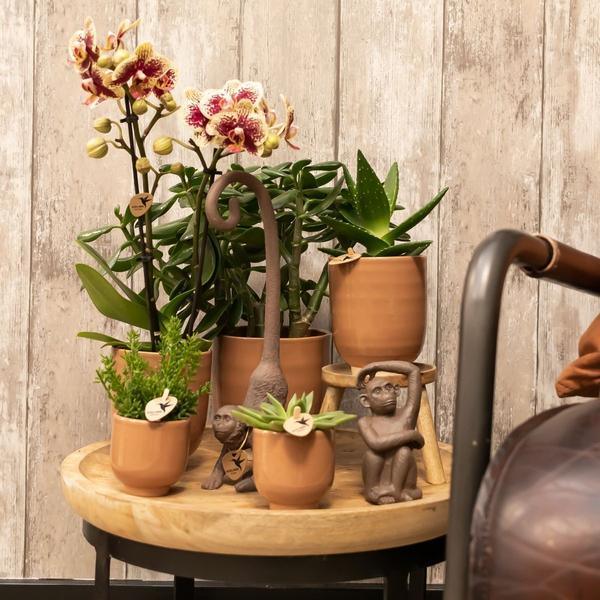 Phalaenopsis Orchidee Spain – Kleurrijk met Glanzende Sierpot